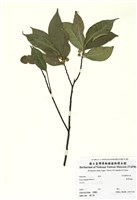 藏品(菲律賓榕)的圖片